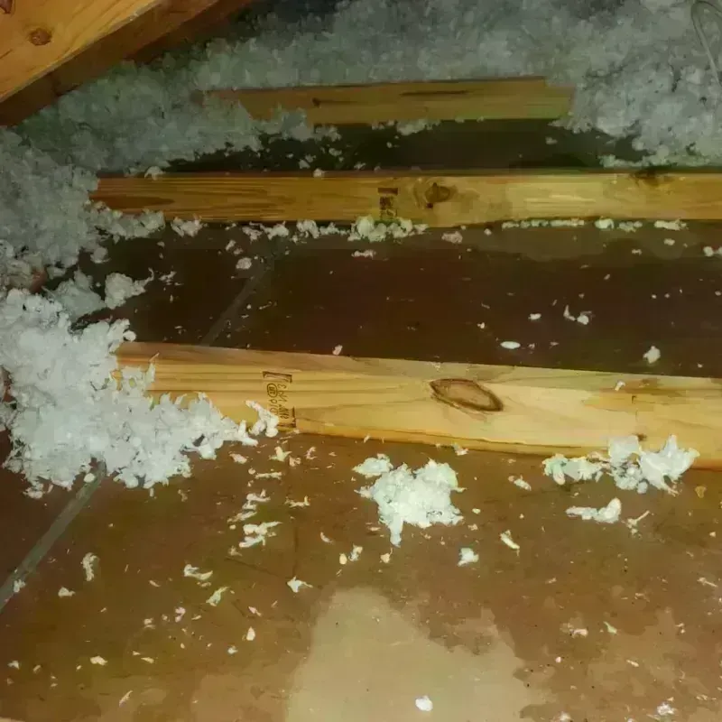 Attic Water Damage in Hallandale Beach, FL